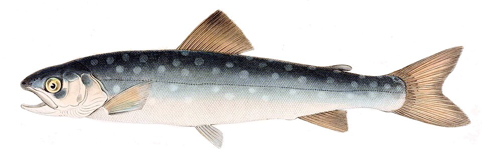 Кунджа
